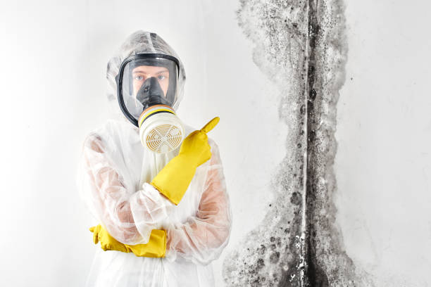 Why You Should Choose Our Mold Remediation Services in Burlington, VT