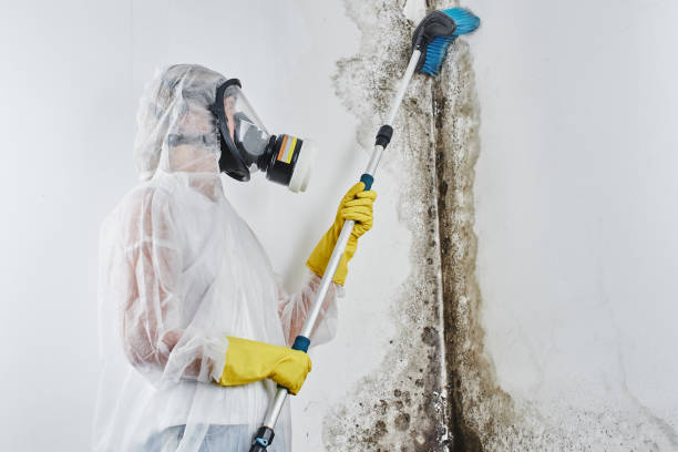 Best Mold Prevention Services in Burlington, VT