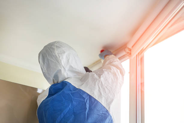 Professional Mold Removal in Burlington, VT