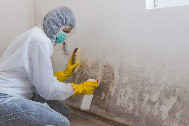 Mold Remediation for Rental Properties